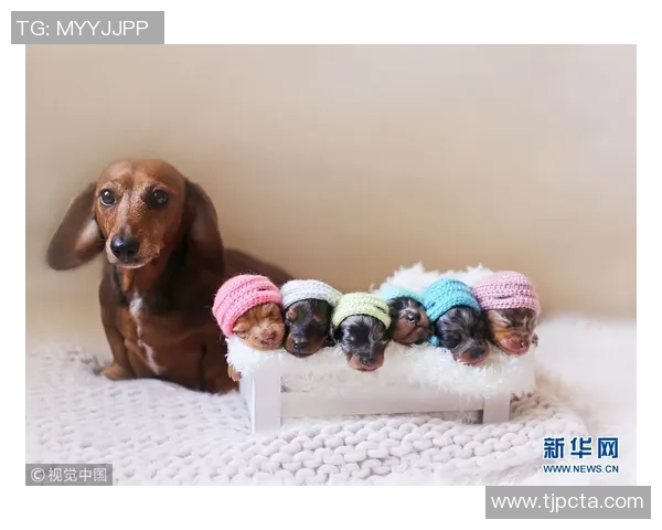 被麦卡甩后一个月他与我的朋友同居还带走了我的狗